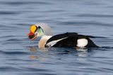 Koningseider - King Eider - Somateria spectabilis