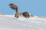 White-tailed Eagle - Zeearend - Haliaeetus albicilla	