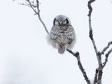 Sperweruil - Northern Hawk Owl - Surnia ulula	