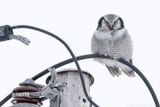 Sperweruil - Northern Hawk Owl - Surnia ulula