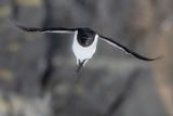 Alk - Razorbill - Alca torda