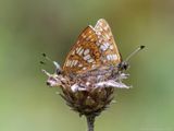 Sleutelbloemvlinder - Duke of Burgundy - Hamearis lucina	