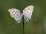 Bruin Blauwtje - Brown Argus - Aricia agestis	