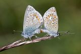Icarusblauwtje - Common Blue - Polyommatus icarus