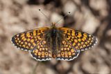Veldparelmoervlinder - Glanville Fritillary - Melitaea cinxia	