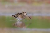 Watersnip - Common Snipe - Gallinago gallinago
