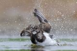 Steenloper - Ruddy Turnstone - Arenaria interpres