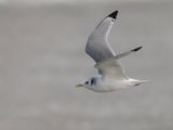 Drieteenmeeuw - Black-legged Kittiwake - Rissa tridactyla
