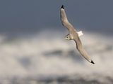 Drieteenmeeuw - Black-legged Kittiwake - Rissa tridactyla