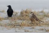 Slechtvalk - Peregrine Falcon - Falco peregrinus