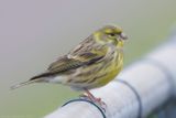 Europese Kanarie - European Serin - Serinus serinus
