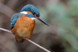 IJsvogel - Common Kingfisher - Alcedo atthis