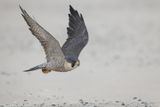 Slechtvalk - Peregrine Falcon - Falco peregrinus