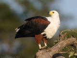 African Fish Eagle - Afrikaanse Zeearend - Haliaeetus vocifer
