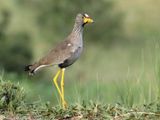 African Wattled Lapwing - Lelkievit - Vanellus senegallus