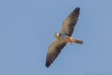 Amur Falcon - Amoerroodpootvalk - Falco amurensis