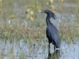 Black Heron - Zwarte Reiger - Egretta ardesiaca