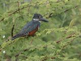Giant Kingfisher - Afrikaanse Reuzenijsvogel - Megaceryle maxima