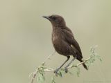Ant-eating Chat - Kaapse Miertapuit - Myrmecocichla formicivora