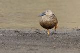 Cape Shoveler - Kaapse Slobeend - Spatula smithii