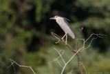 Black-crowned Night Heron - Kwak - Nycticorax nycticorax