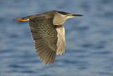 Striated Heron - Mangrovereiger - Butorides striata