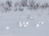 Moerassneeuwhoen - Willow Ptarmigan - Lagopus lagopus