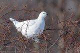 Moerassneeuwhoen - Willow Ptarmigan - Lagopus lagopus