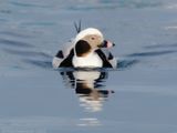 IJseend - Long-tailed Duck - Clangula hyemalis