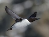 Zeekoet - Common Murre (Guillemot) - Uria aalge