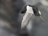 Kortbekzeekoet - Thick-billed Murre/Brunnichs Guillemot - Uria lomvia