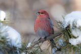 Haakbek - Pine Grosbeak - Pinicola enucleator