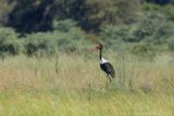 Saddle-billed Stork - Zadelbekooievaar - Ephippiorhynchus senegalensis
