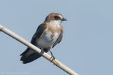 Banded Martin - Witbrauwzwaluw - Neophedina cincta