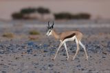 Springbok - Springbok - Antidorcas marsupialis