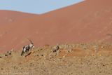 South African Oryx - Gemsbok - Oryx gazella