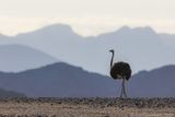 Common Ostrich - Struisvogel - Struthio camelus
