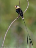 Shaft-tailed Whydah - Koningswida - Vidua regia