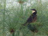 Coppery-tailed Coucal - Koperwiekspoorkoekoek - Centropus cupreicaudus