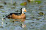 African Pygmy Goose - Afrikaanse Dwergeend - Nettapus auritus