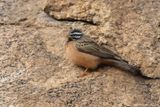 Cinnamon-breasted Bunting - Zevenstrepengors - Emberiza tahapisi