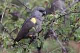 Ruppells Parrot - Ruppells Papegaai - Poicephalus rueppellii