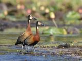 White-faced Whistling Duck - Witwangfluiteend - Dendrocygna viduata