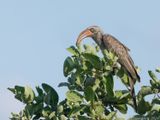 Bradfields Hornbill - Bradfiels Tok - Lophoceros bradfieldi