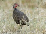 Swainsons Spurfowl - Swainsons Frankolijn - Pternistis swainsonii