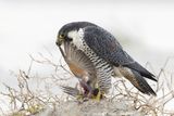 Slechtvalk - Peregrine Falcon - Falco peregrinus