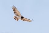 Black-chested Snake Eagle - Zwartborstslangenarend - Circaetus pectoralis