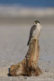 Slechtvalk -Peregrine Falcon - Falco peregrinus