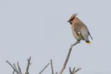 Pestvogel - Bohemian Waxwing - Bombycilla garrulus