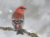 Haakbek - Pine Grosbeak - Pinicola enucleator